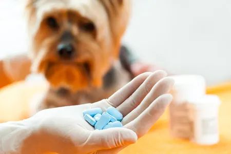 喜欢动物的考生可以考虑这些专业，就业方向是动物健康的“守护者”！